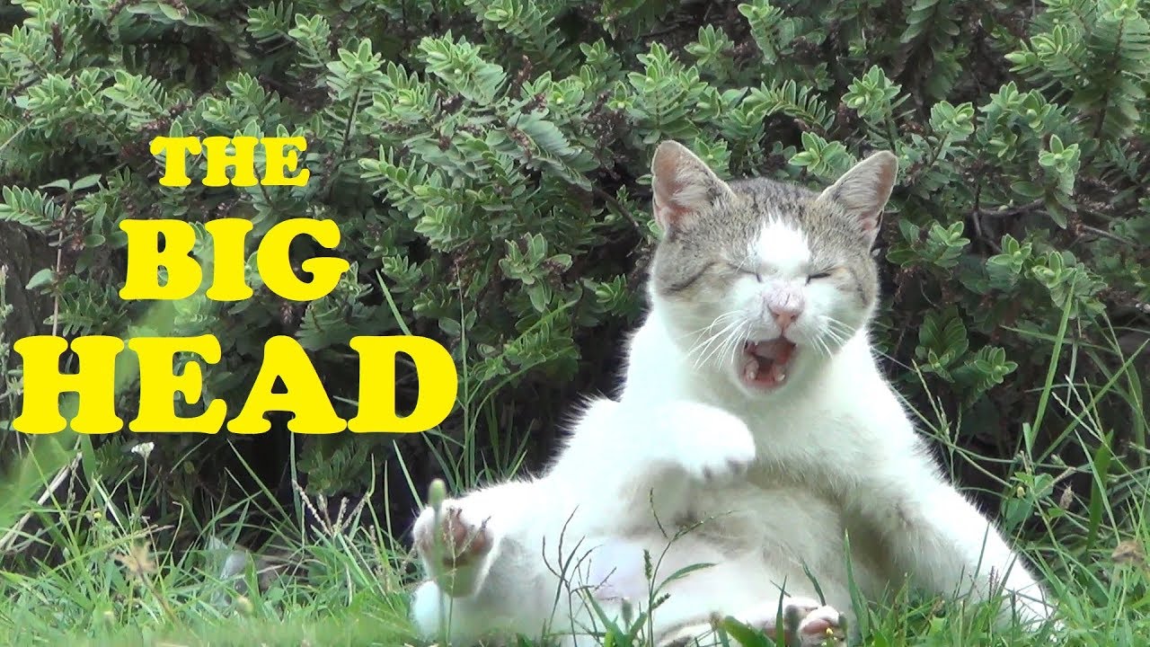 Retired cat now lives a quiet life