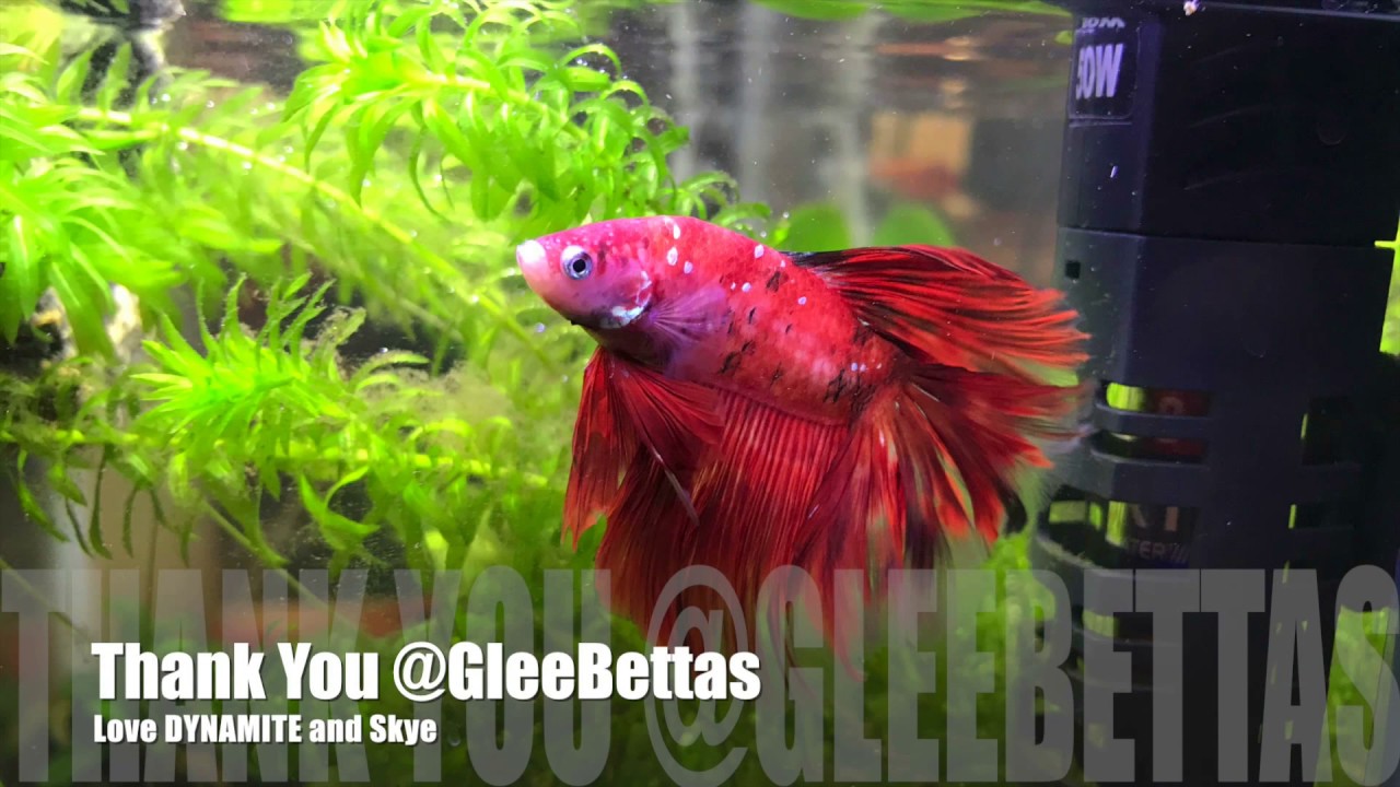 Unboxing my $200 Betta Fish from Thailand!