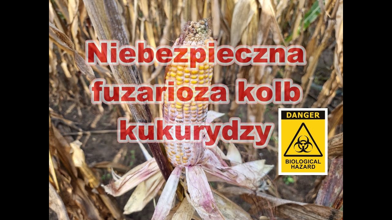 Groźna fuzarioza kolb kukurydzy. Niebezpieczne mykotoksyny