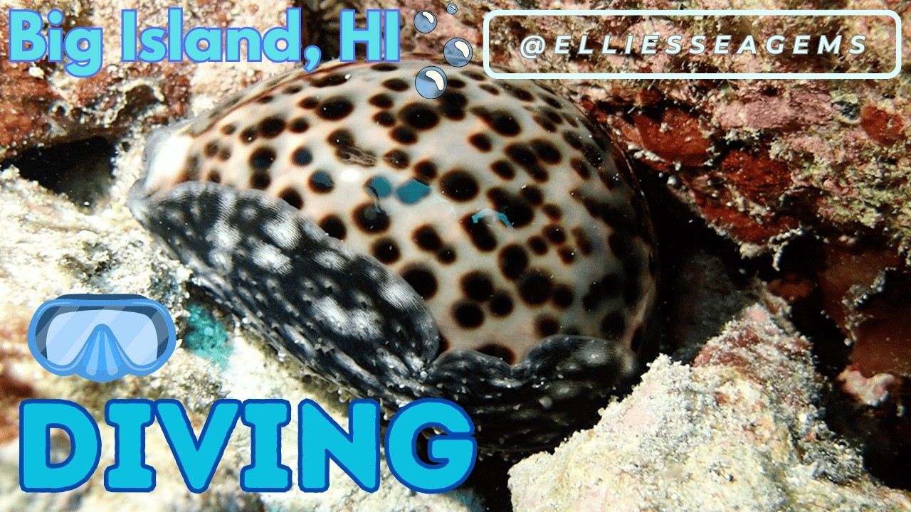 Shore Diving Big Island Hawaii for Rare Shells and Marine Life | Nudibranches, Cones & Cowries (4K)