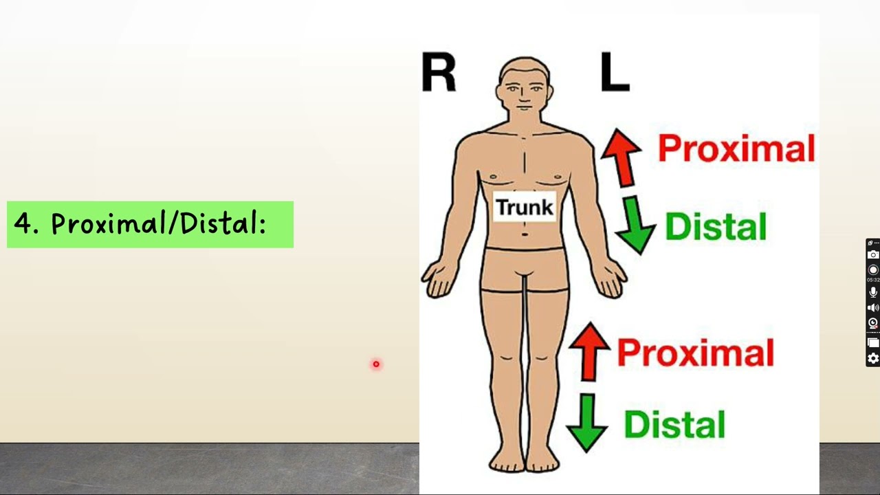 General Anatomy Introduction 3.  Anatomical terms related to position