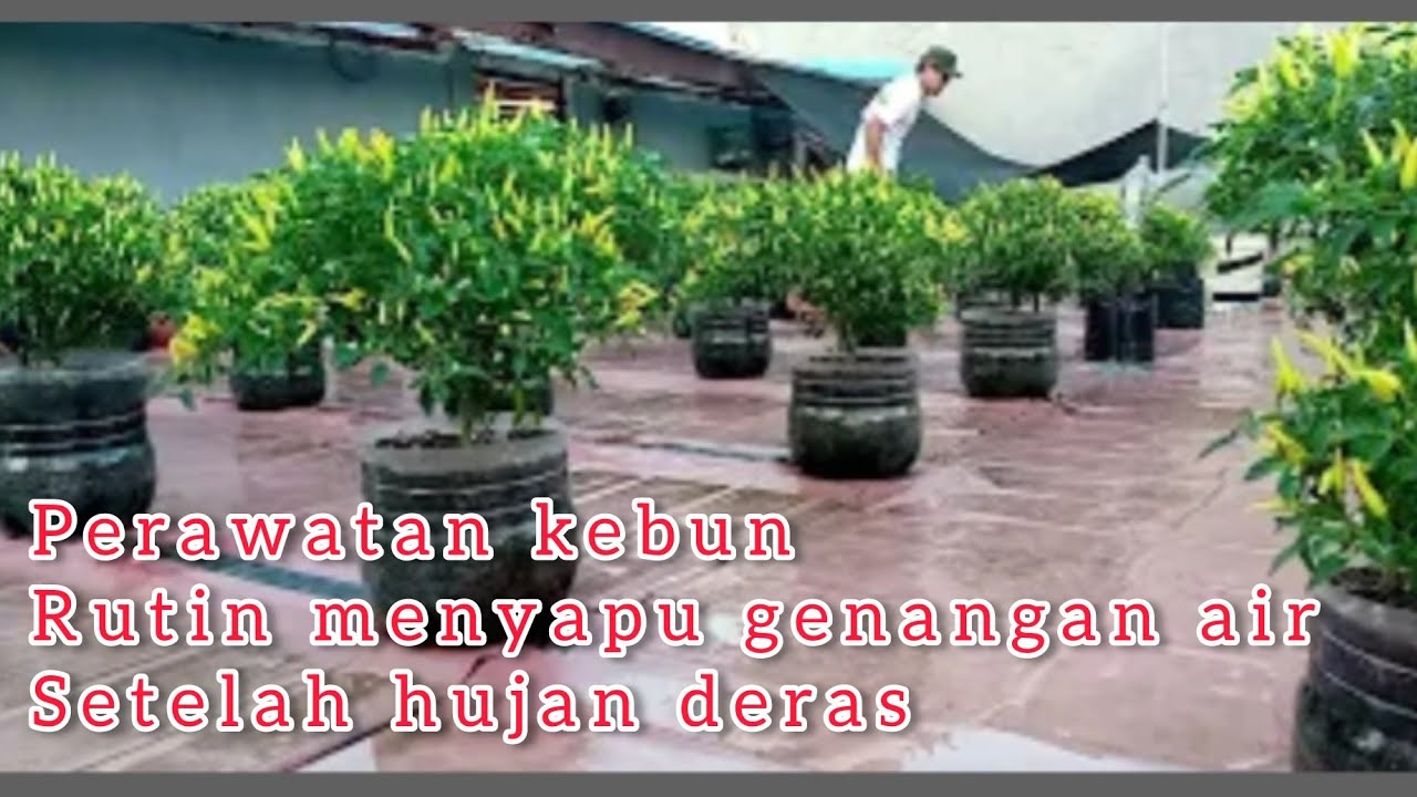 PERAWATAN KEBUN CABAI: MENYAPU GENANGAN AIR HUJAN, MINGGU (6/4/25) #tanamcabai