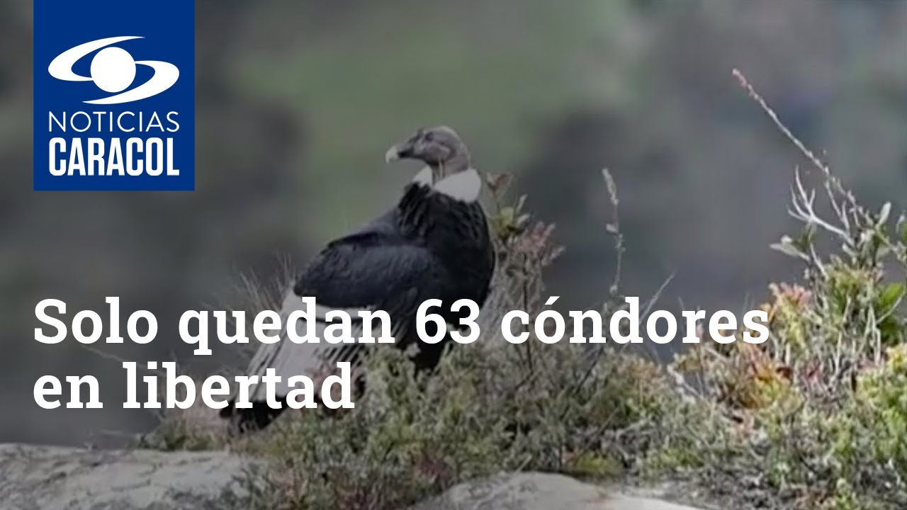 Solo quedan 63 cóndores en libertad: ¿qué pasaría si Colombia pierde esta especie?