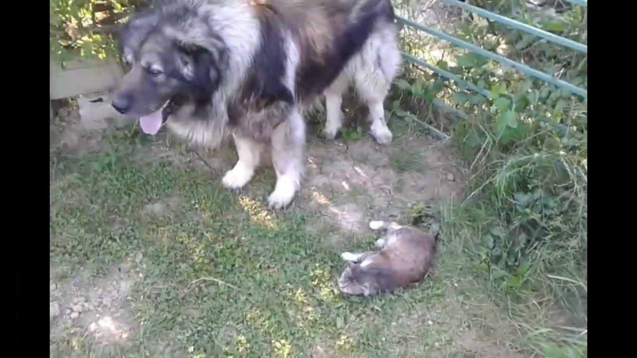Looks can deceive you =D #dog #dogs #pets #funny #funnydogs
