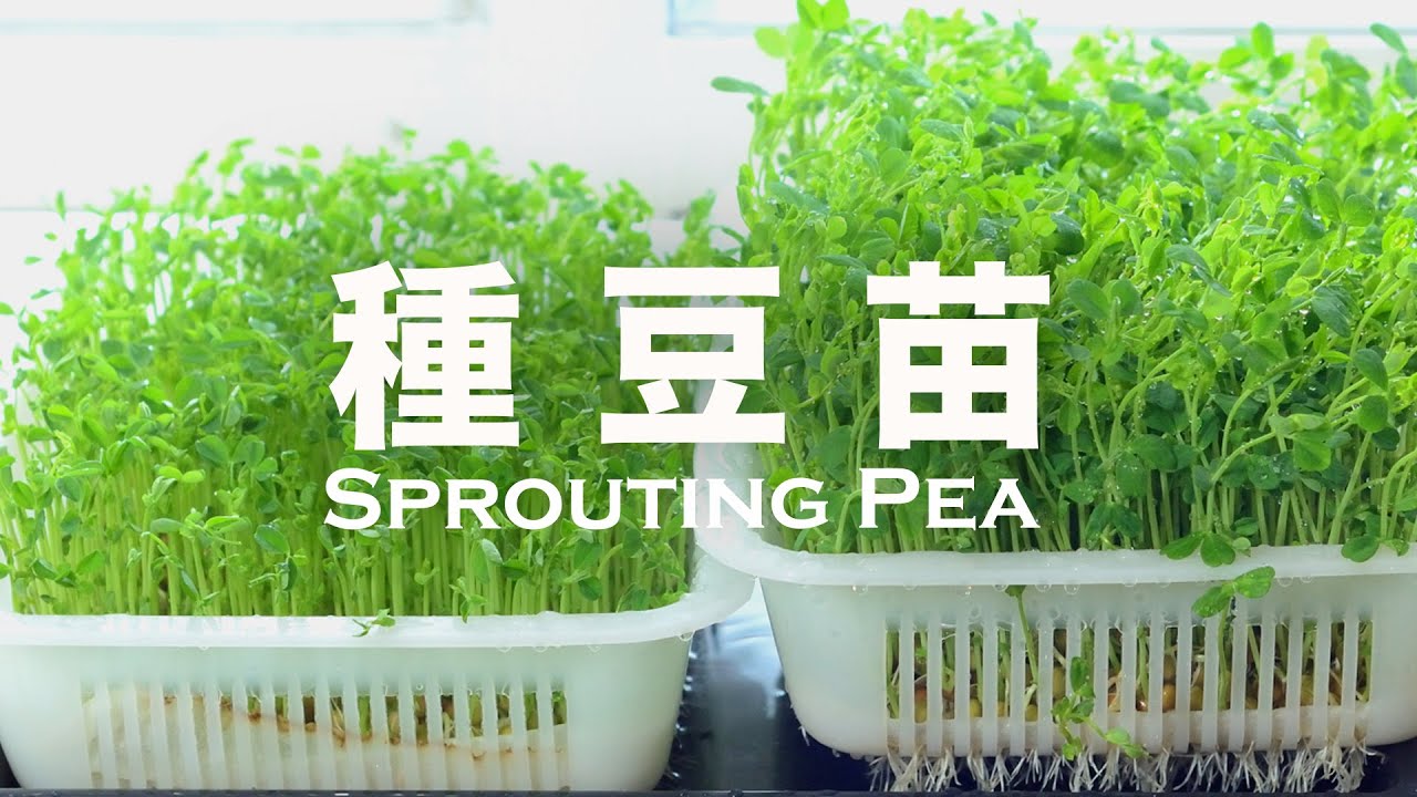 會倒水就行❗️在家水培的碗豆苗菜根本吃不完 🌿 沒化肥催芽 How to Sprout Pea #peasrecipes