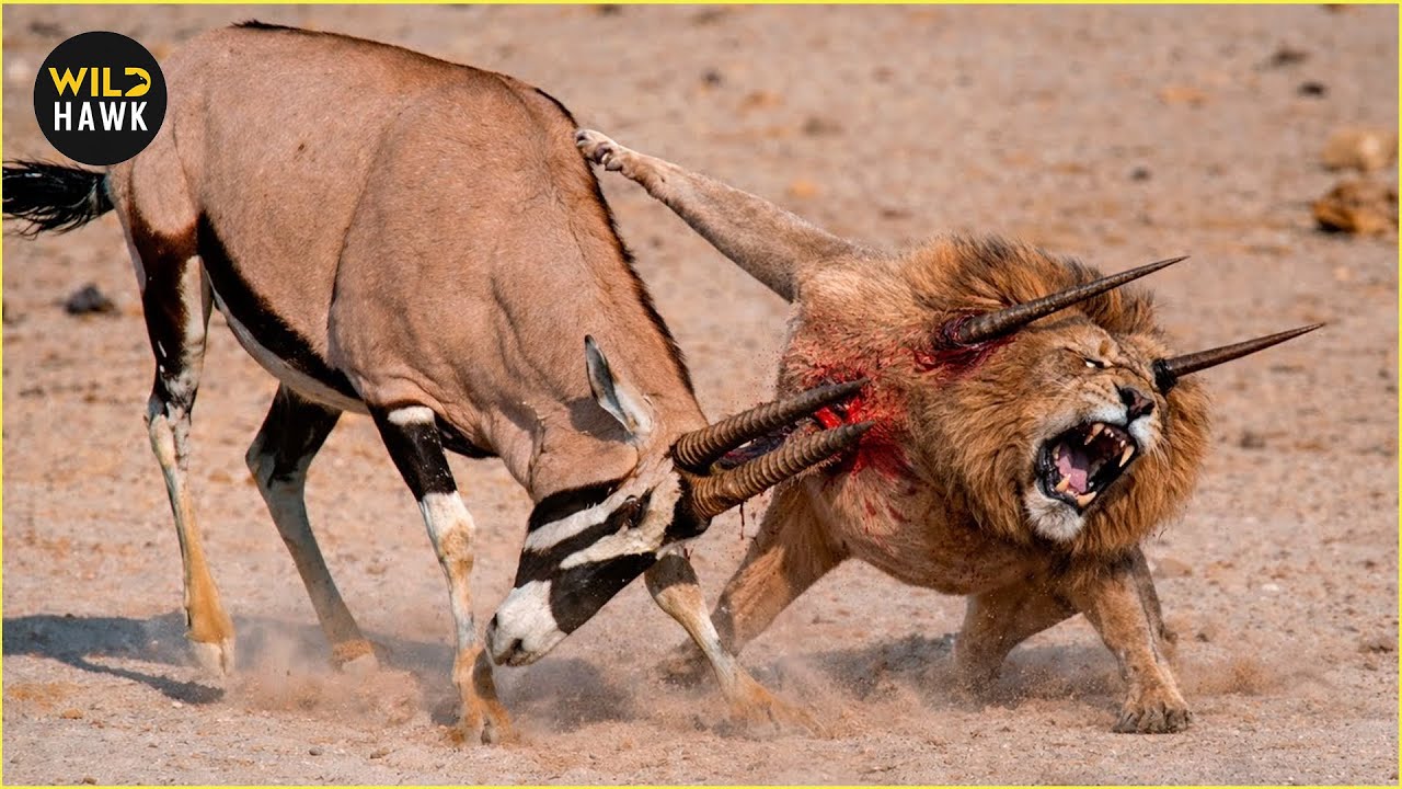 MOST Unbelievable Big Cat Hunt Fail Ever Caught On Camera | Animal Fighting
