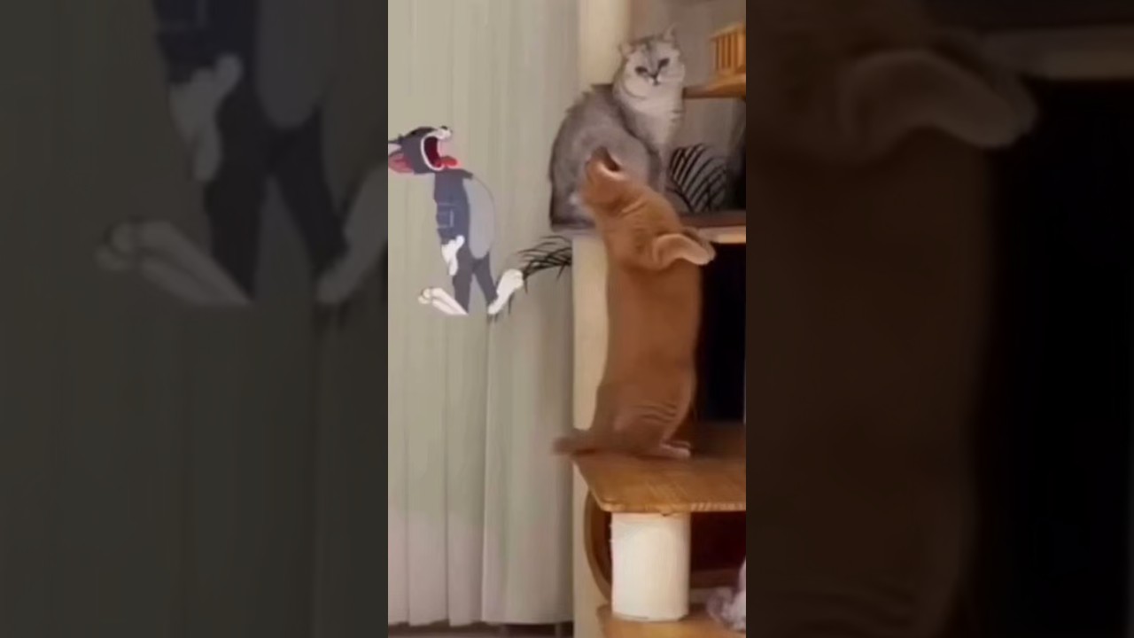 Dog bites cat balls oh no oh no oh no no no no no meme #dog #cat #ball #tomandjerry #gingercatclub