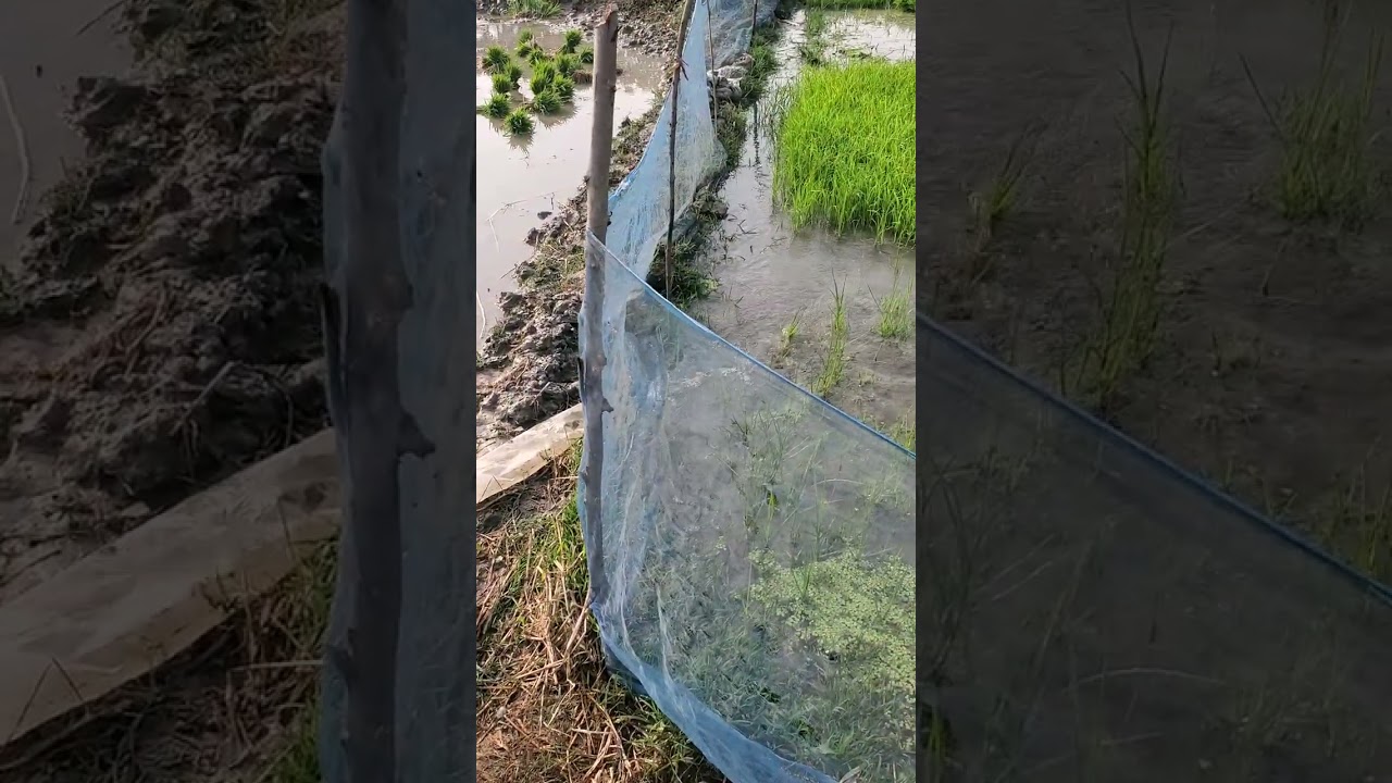আলহামদুলিল্লাহ ধান লাগানো শুরু হলো