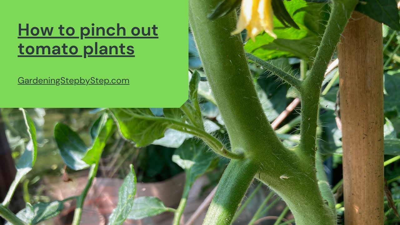 Pinch Out Tomato Side Shoots 🍅 | Get Bigger, Better Tomatoes!