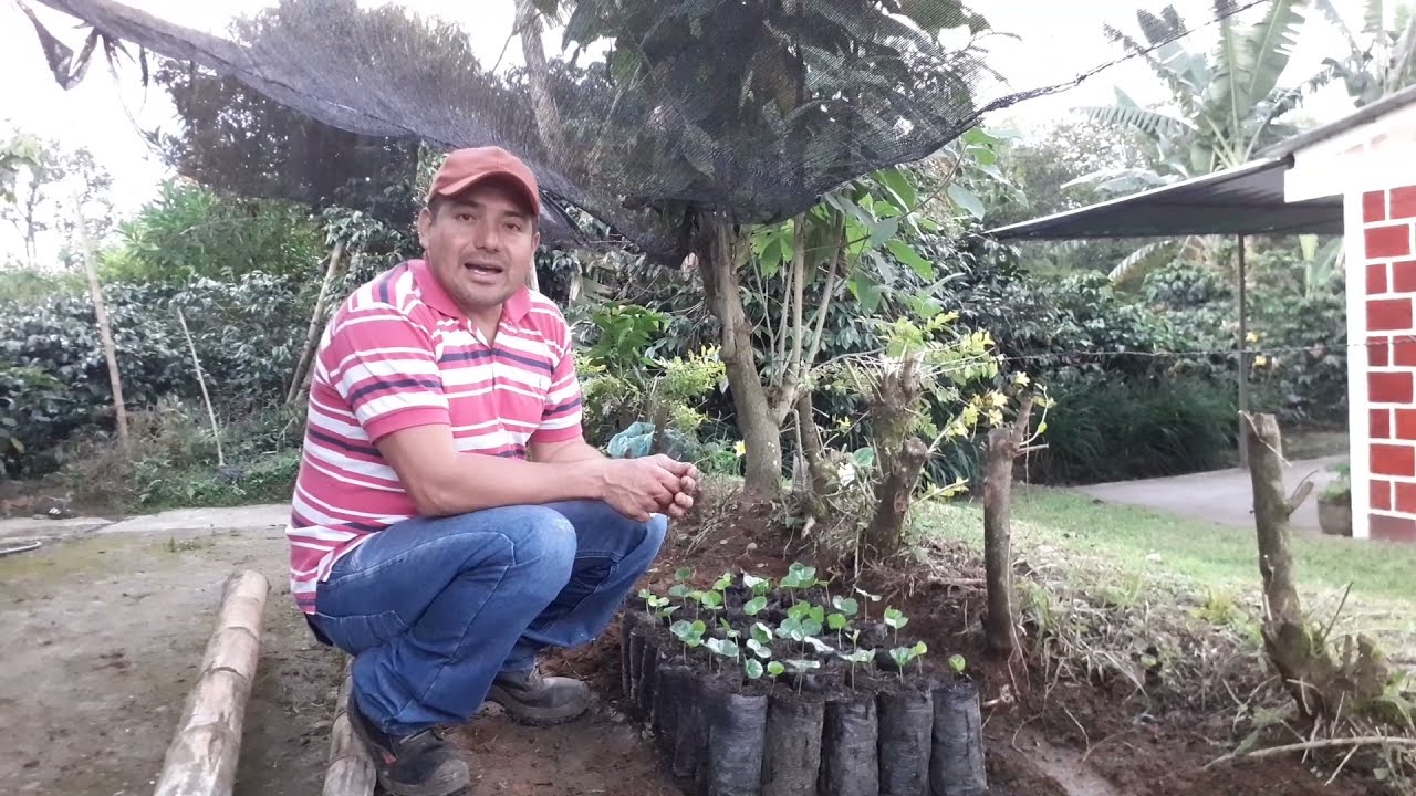 Como Enchapolar Adecuadamente Al Hacer Un Vivero De Café