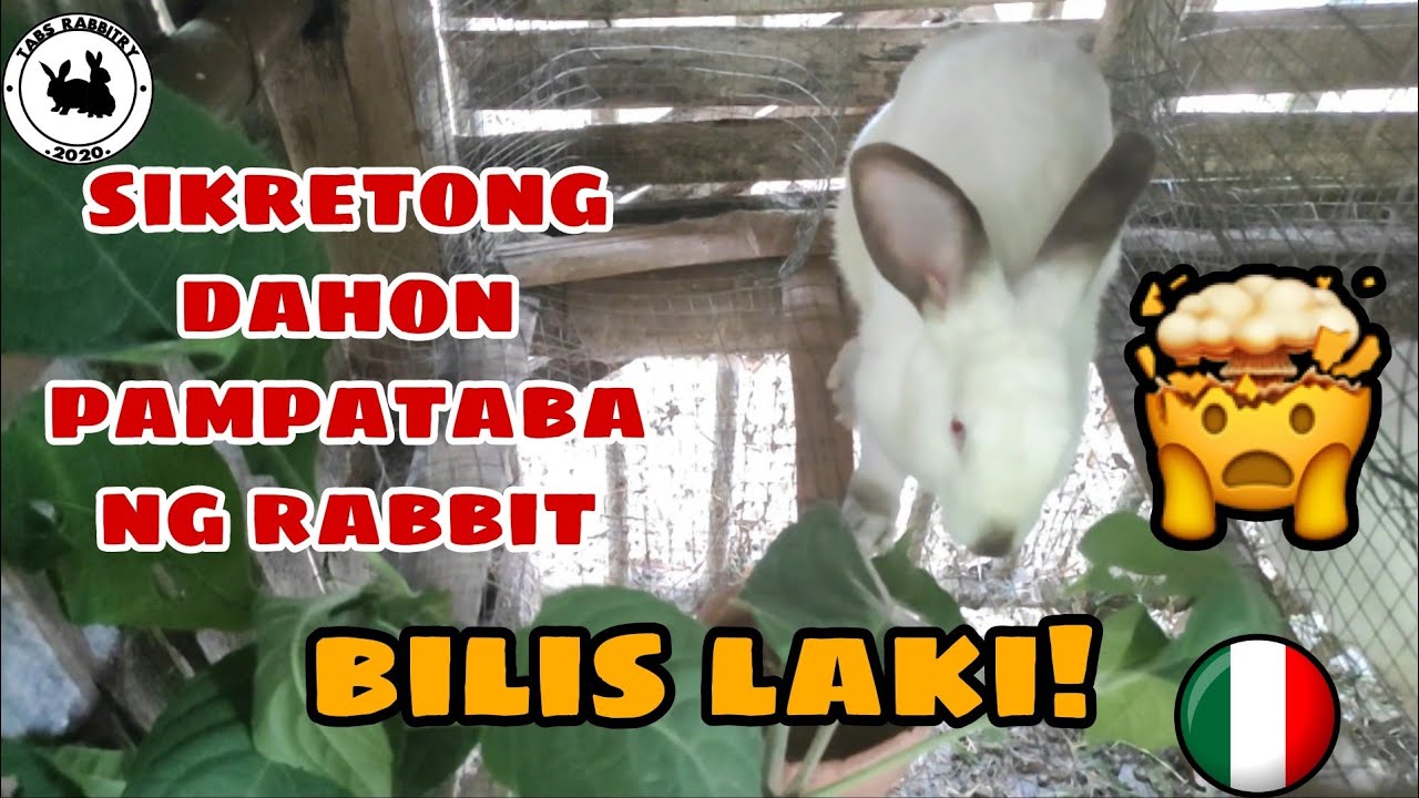 SIKRETONG DAHON PAMPATABA NG RABBIT | How to make rabbit GROW fast | Rabbit farming Philippines
