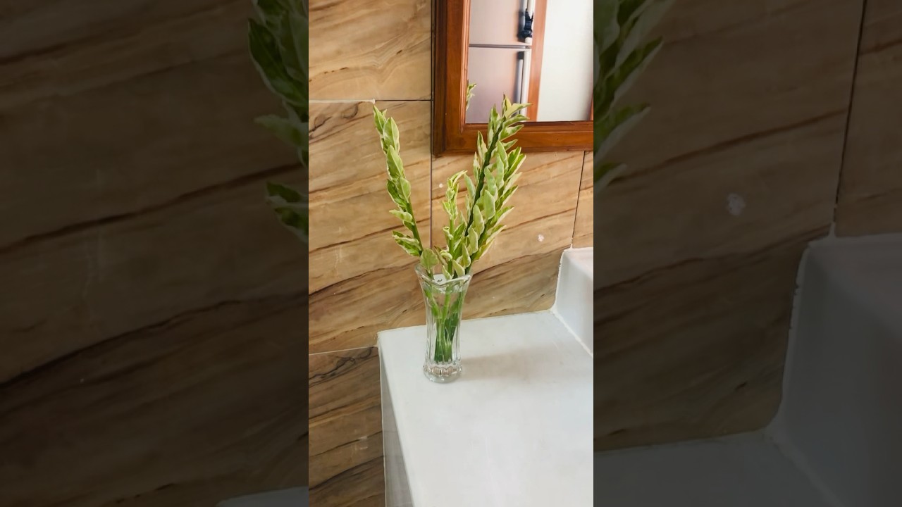 Propagation of Devil&rsquo;s Backbone Plant in water #shorts #trending #indoorplants #plantcare #plants