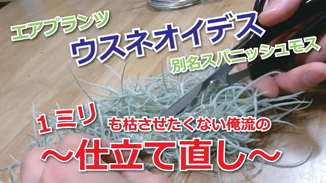 【エアプランツ】ウスネオイデス　1ミリも枯らせたくない僕の仕立て直し