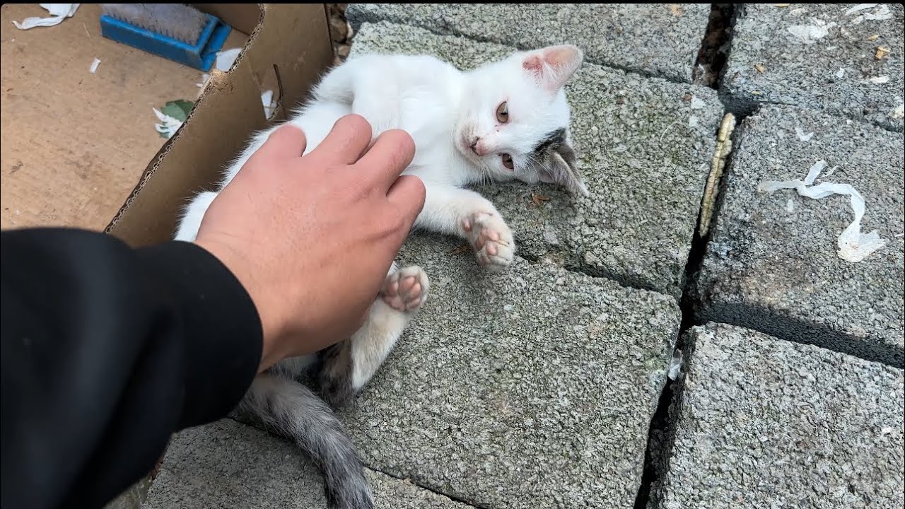My kittens' stroll through the slums.