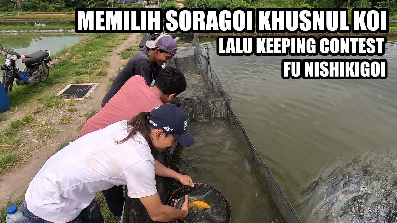 MEMILIH SORAGOI KHUSNUL KOI AZUKARI 2 BULAN DENGAN MEGA JUMBO LALU DI KEEPING CONTEST