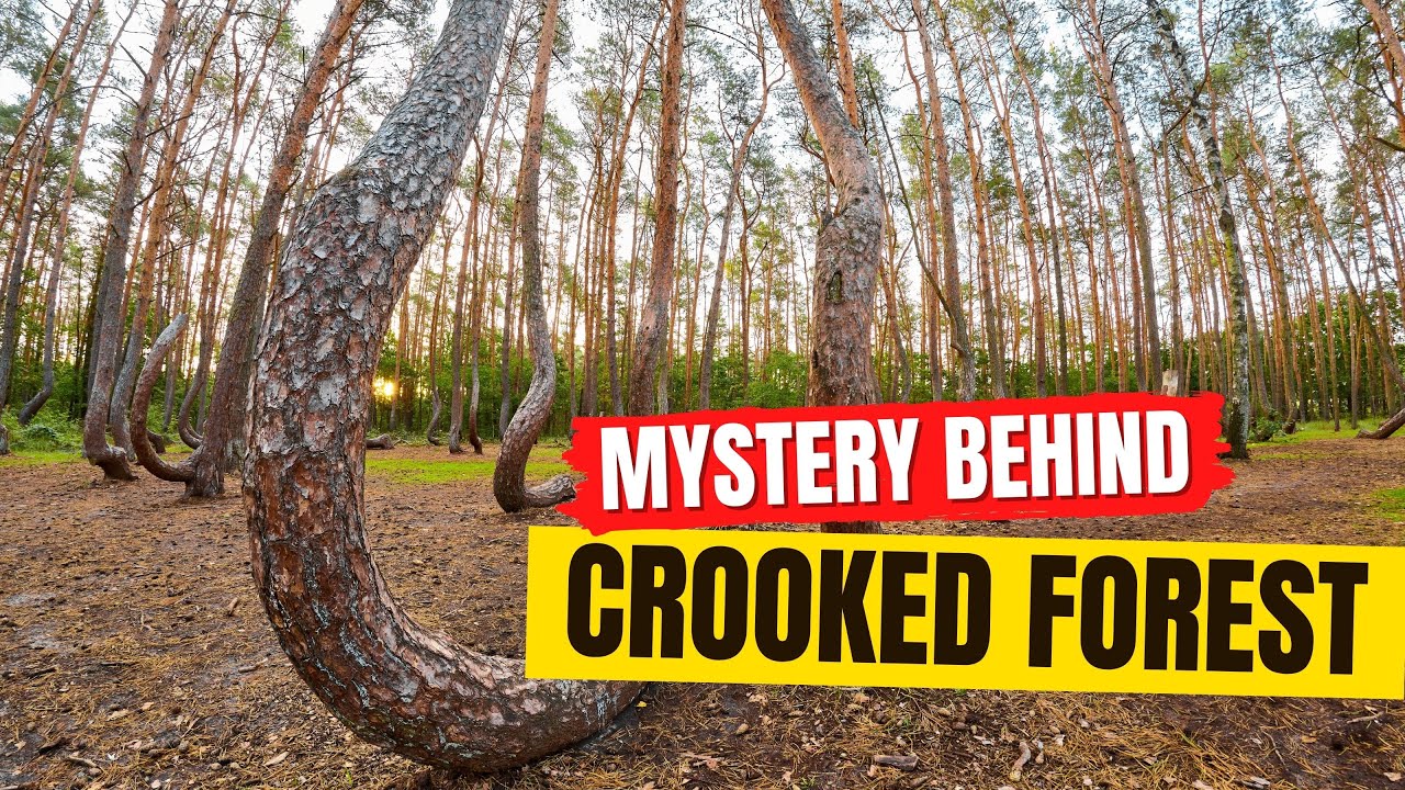4 Surprising Theories: Why Those Trees Are Crooked!