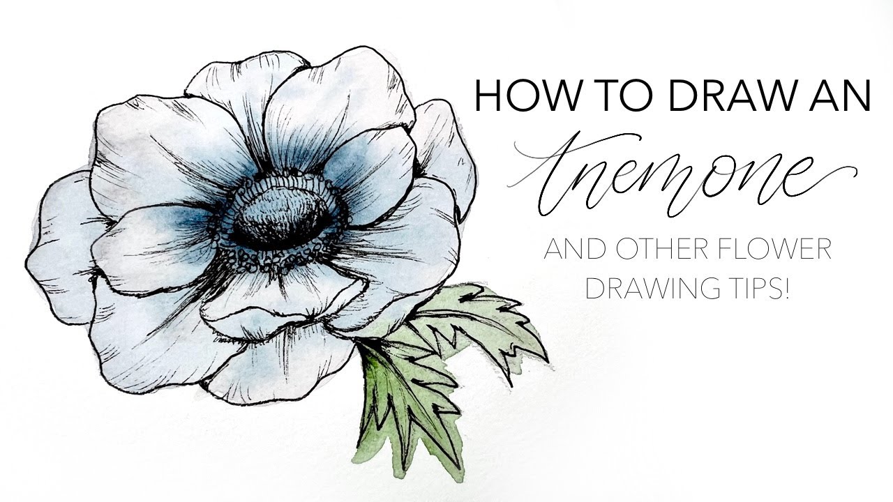 How To Draw An Anemone (And Other Flower Drawing Tips!)