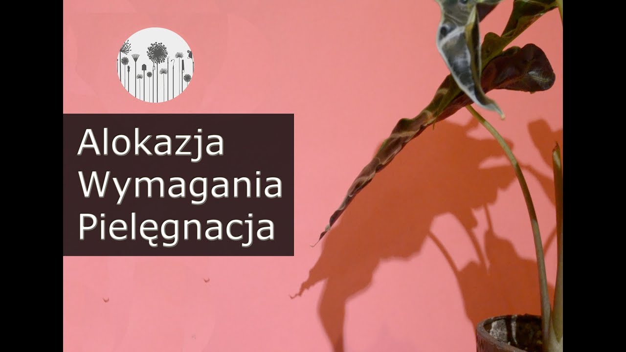 Alokazja uprawa, wymagania, pielęgnacja. Jak dbać o alokazję? Alocasia amazonica, Polly