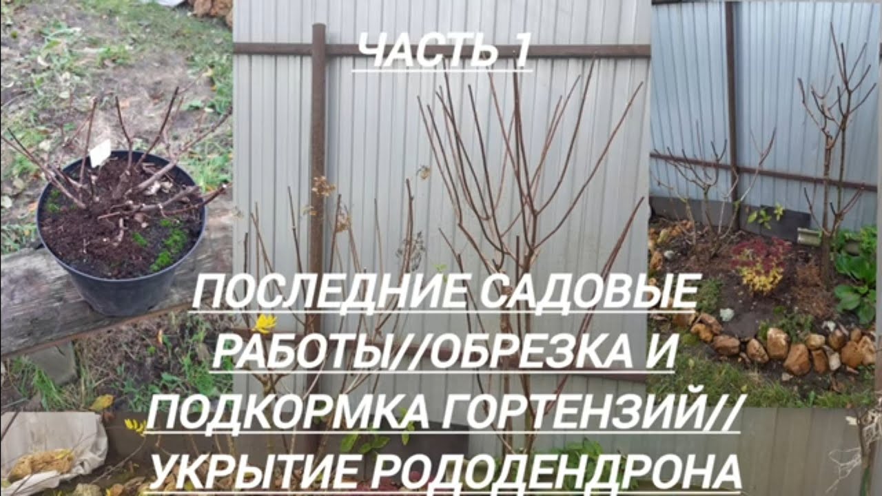 243#Последние осенние садовые работы//Обрезка гортензий//Укрытие рододендрона....//03.11.25🍂🍁🍂🌧️