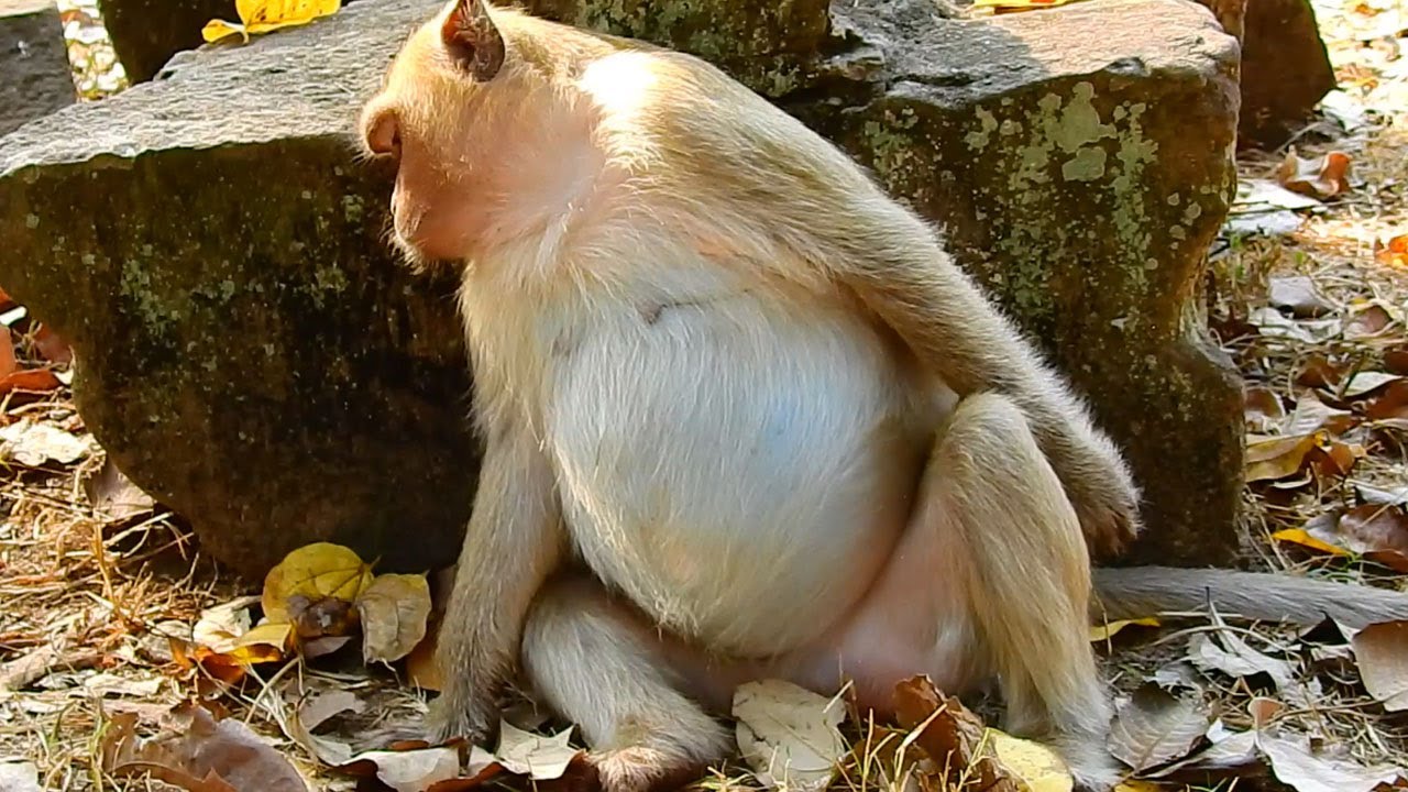 Pregnant monkey Briget so beautiful, she nearly give birth and difficult for all activities