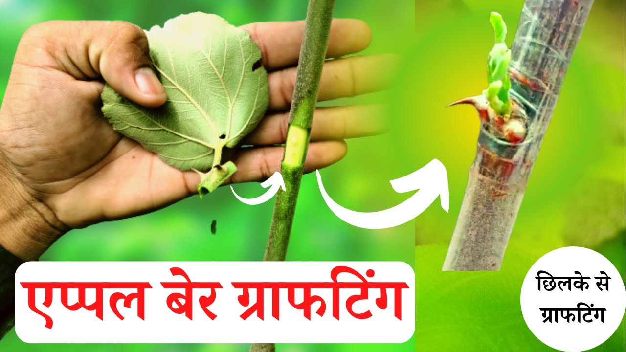 एप्पल बेर की कलम बांधने का आसान तरीका, apple ber grafting, apple ber grafting process, ber ki kheti