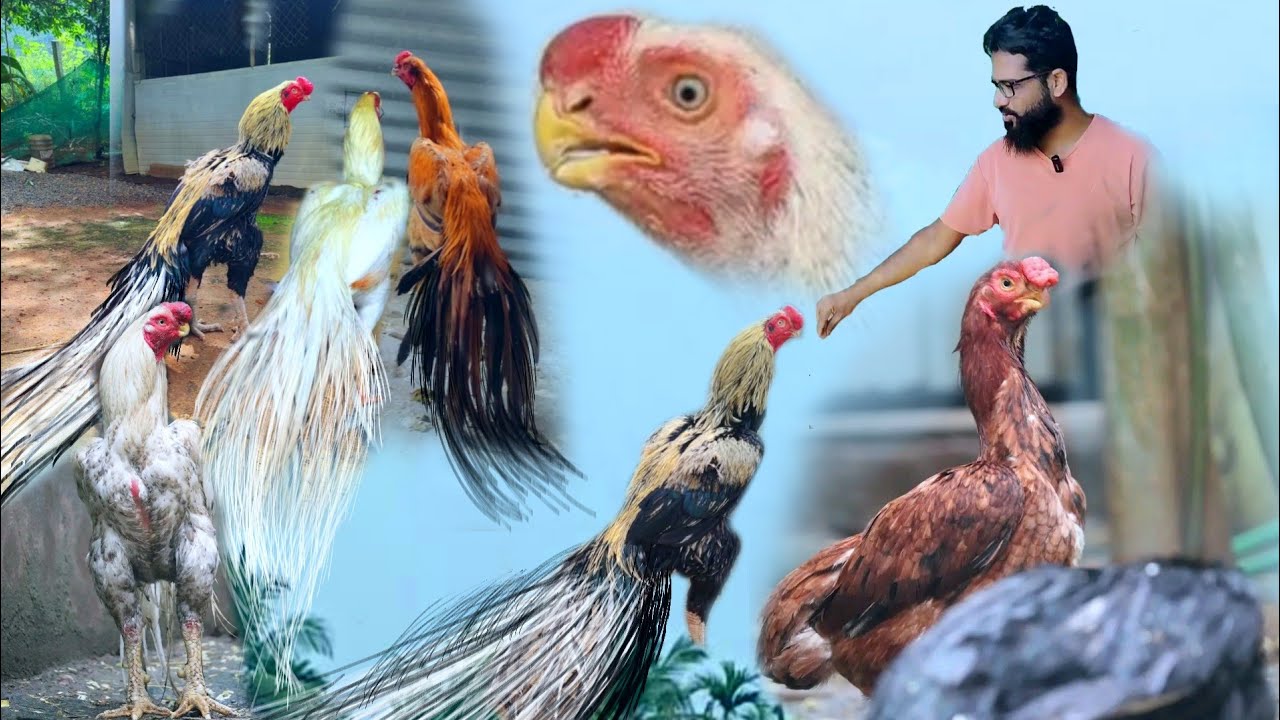 Adi Aseel Breeders
