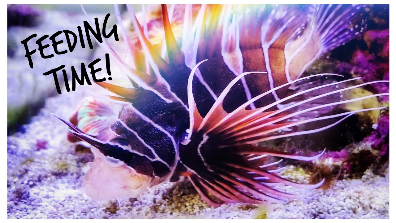 We Feed our Snowflake Eel and Radiata Lionfish - Gordon’s Red Sea Predator Tank Update