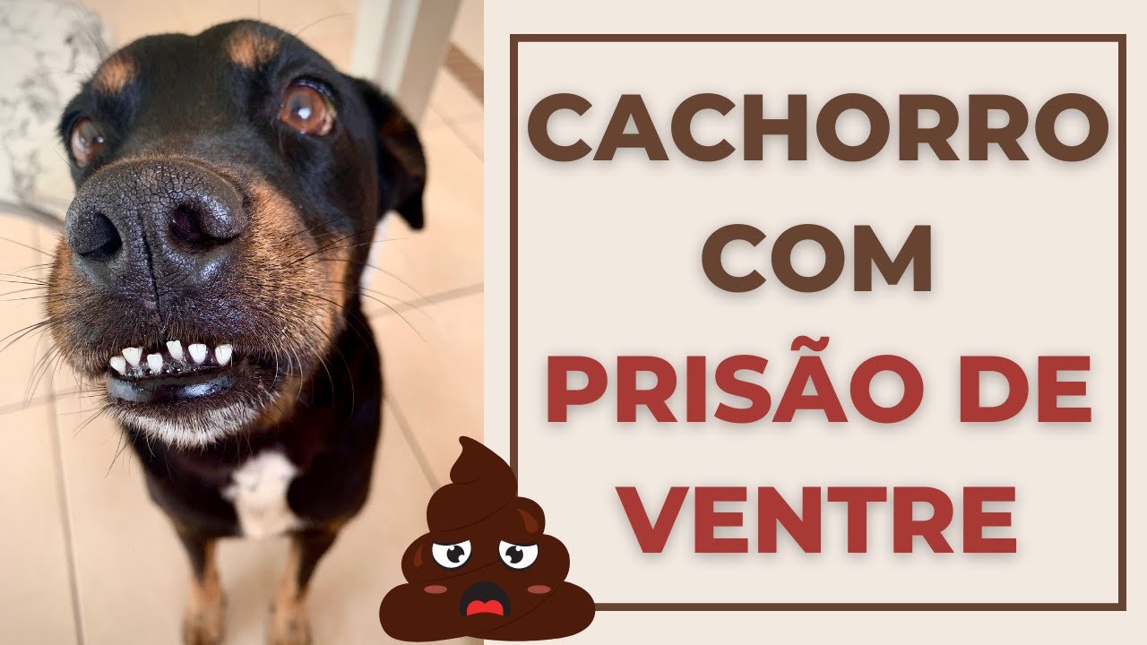 Cachorro com pris&atilde;o de ventre (intestino preso), o que pode ser?