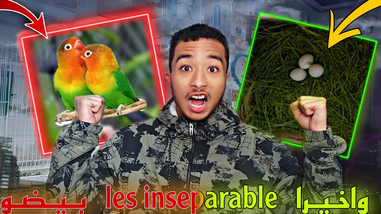 واخيرا زويجات ديال الروز و الفيشر بيضو 😲🔥Birds les inseparable laying eggs 🦜🔥
