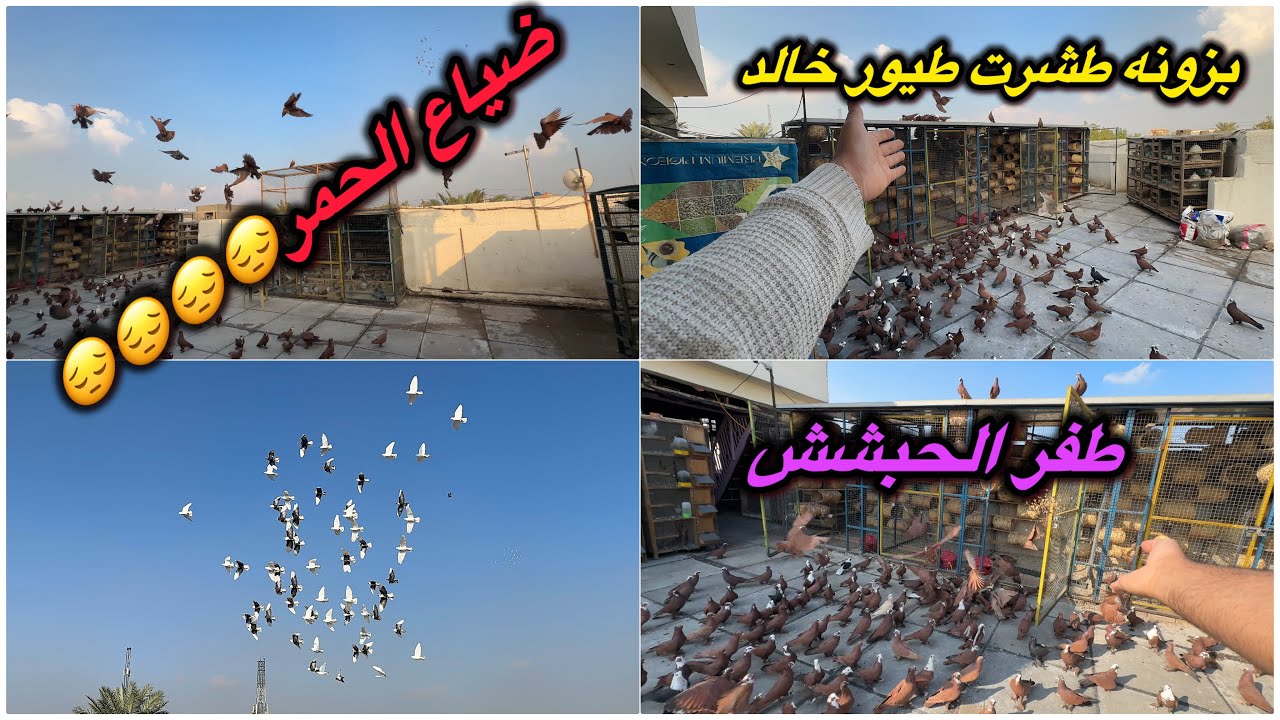 ضاعن من الحمر😭بزون طفر ع طيور خالد😳الحبش عدل وكبل😩😩😩