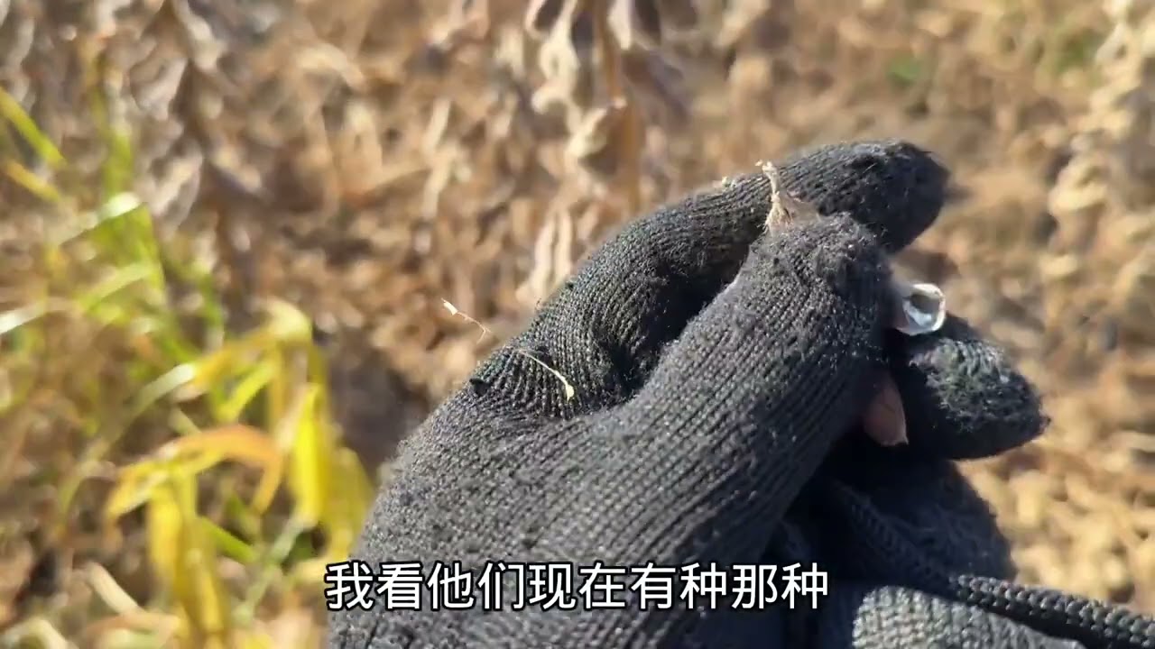 家里开始收割黄豆了，有需要的赶紧的吧，黑土地上的黄豆
