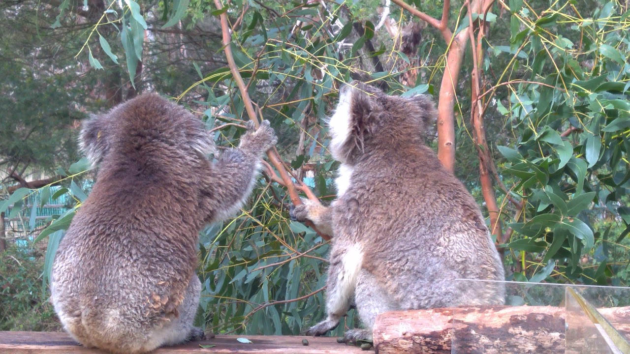 Listen to this Koala doing his best Cat Impersonation