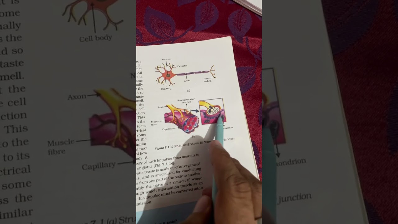 Control and coordination (nerve cell)for 9th &10th