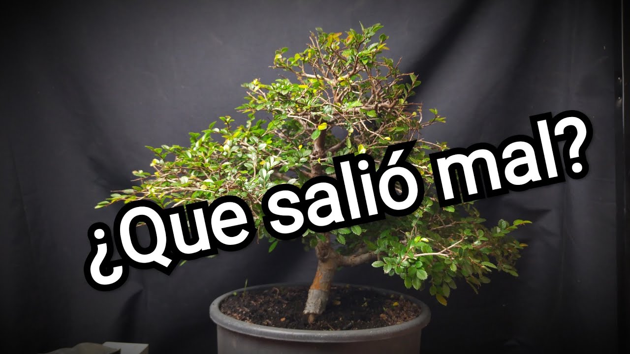 Salió mal el plan de cultivo y formación de un olmo chino de supermercado
