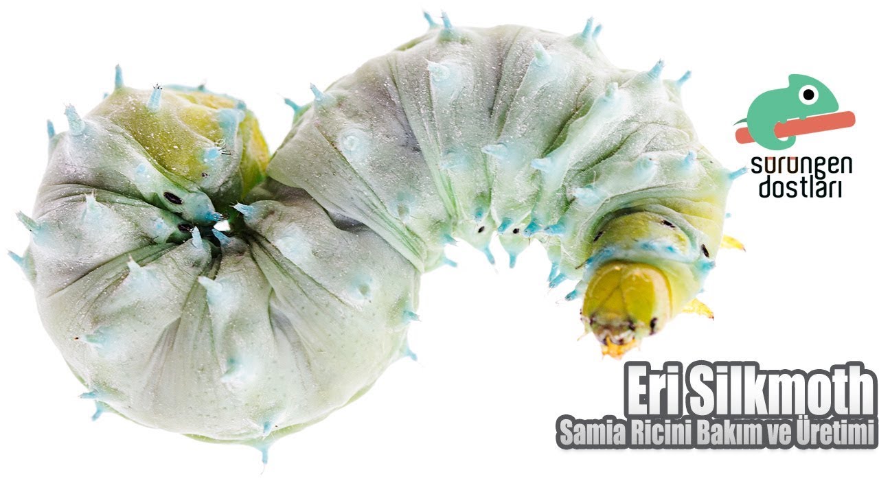 Eri Silkmoth Bakımı ve Üretimi - Tırtıl Beslemek - Alternatif Yem Kaynağı