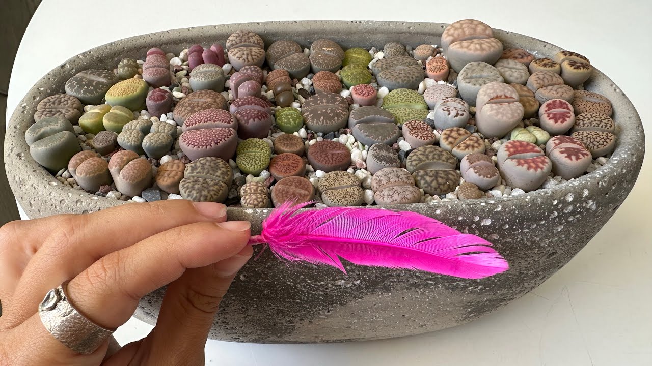 Литопсы/ Lithops. Вопросы 🔜 Ответы ⁉️ 18.07.2023.