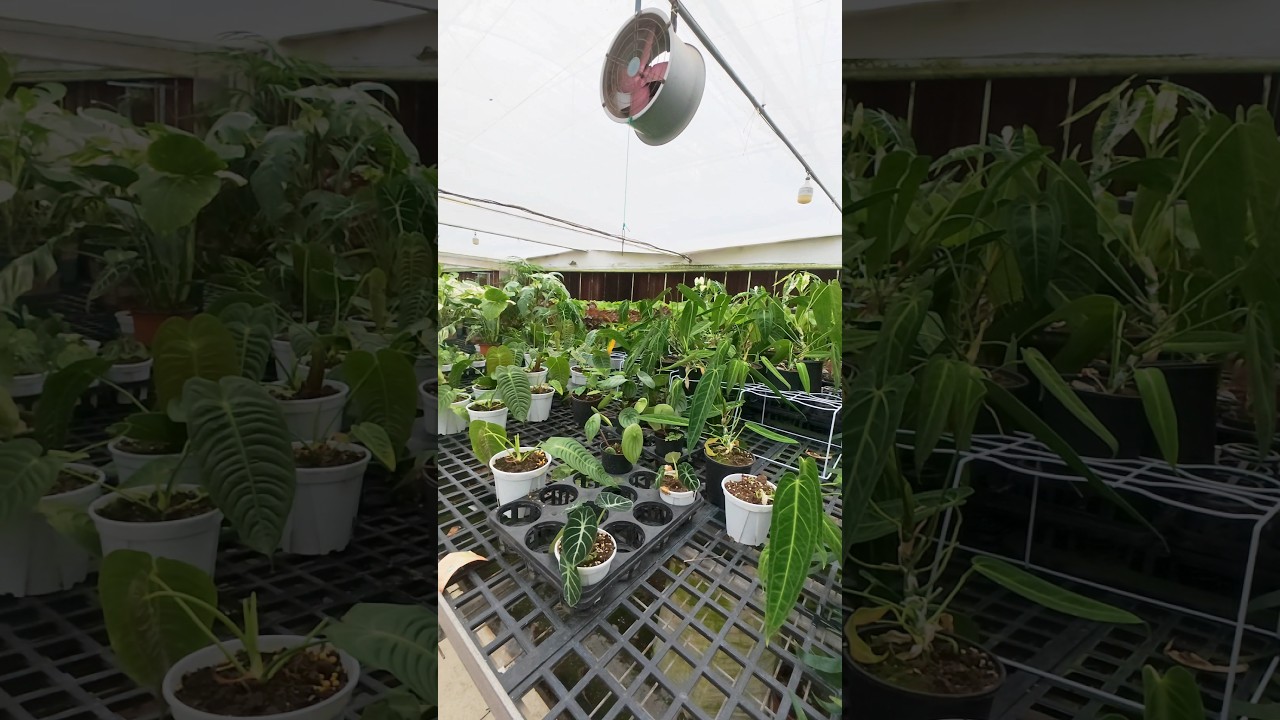 #tropicalplants