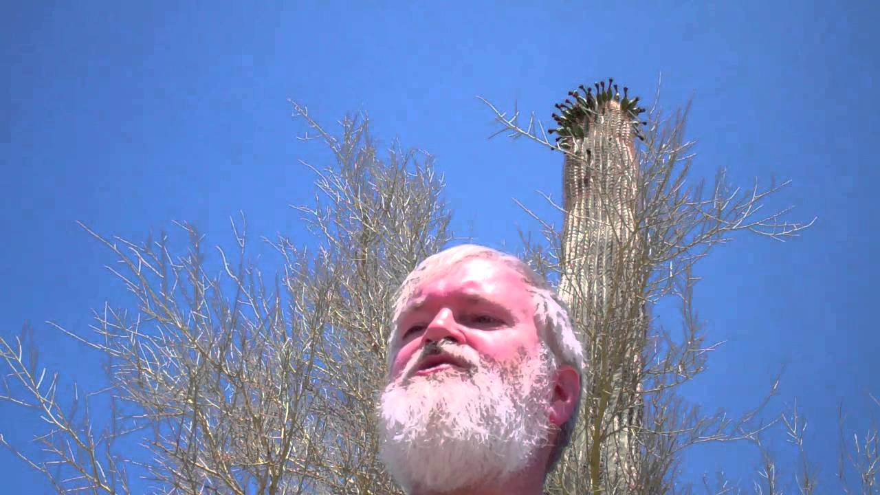 Darwin bats and cacti