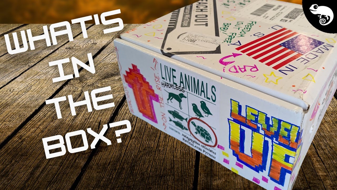 I Don’t Do Unboxings, but for THIS Box, I’ll Make an Exception!