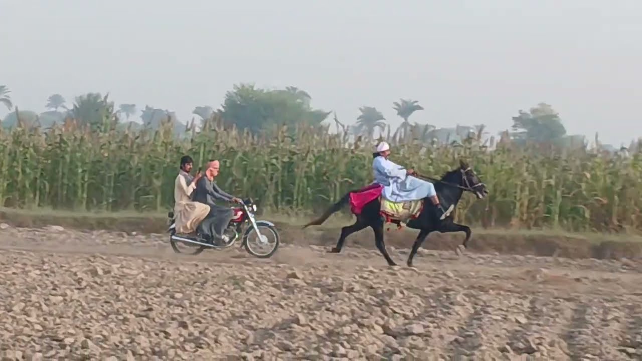 Pakistan first class ralai horse laila|most beautiful and viral horse|enter in our ground for racing