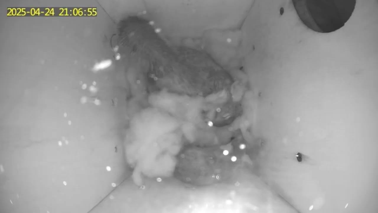 Wild Squirrels in Nesting Box | Wildlife Rescue Spy Camera Footage!