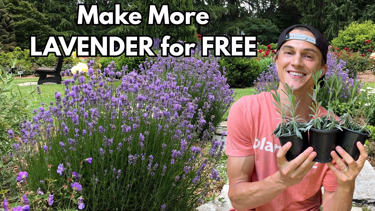 Easy LAVENDER Propagation Complete Tutorial