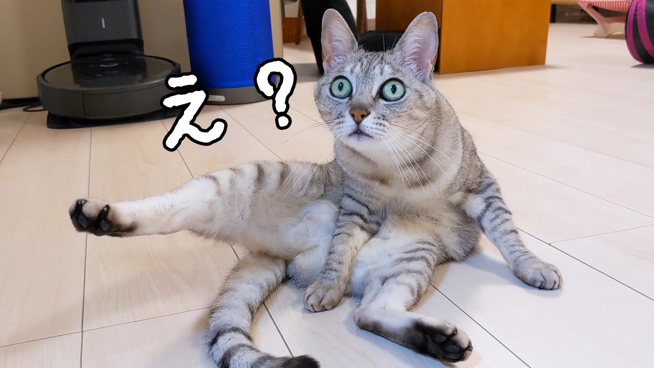 マロちゃんがすごいポーズで休憩してたので撮ってみた…！