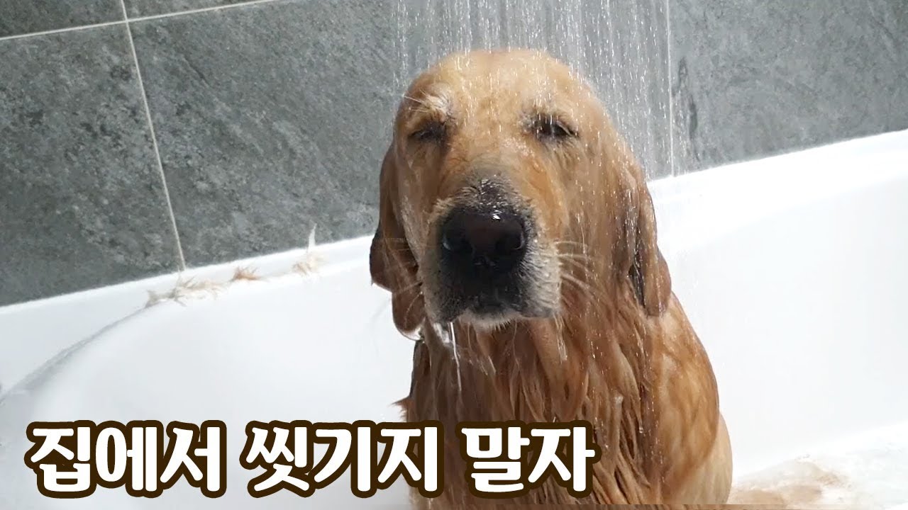 대형견...집에서 씻기면 난리납니다 | 골든리티리버의 목욕시간