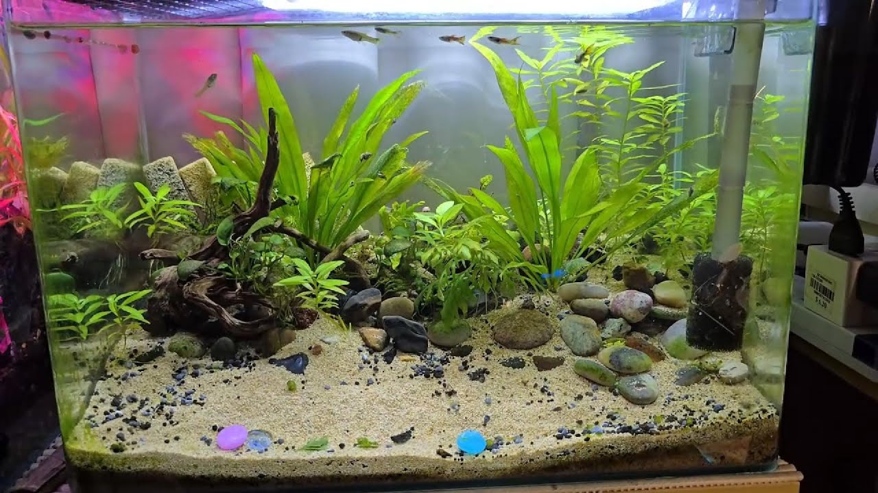 “One Last Tank” — Final Aquarium Setup Before I Let Everything Go