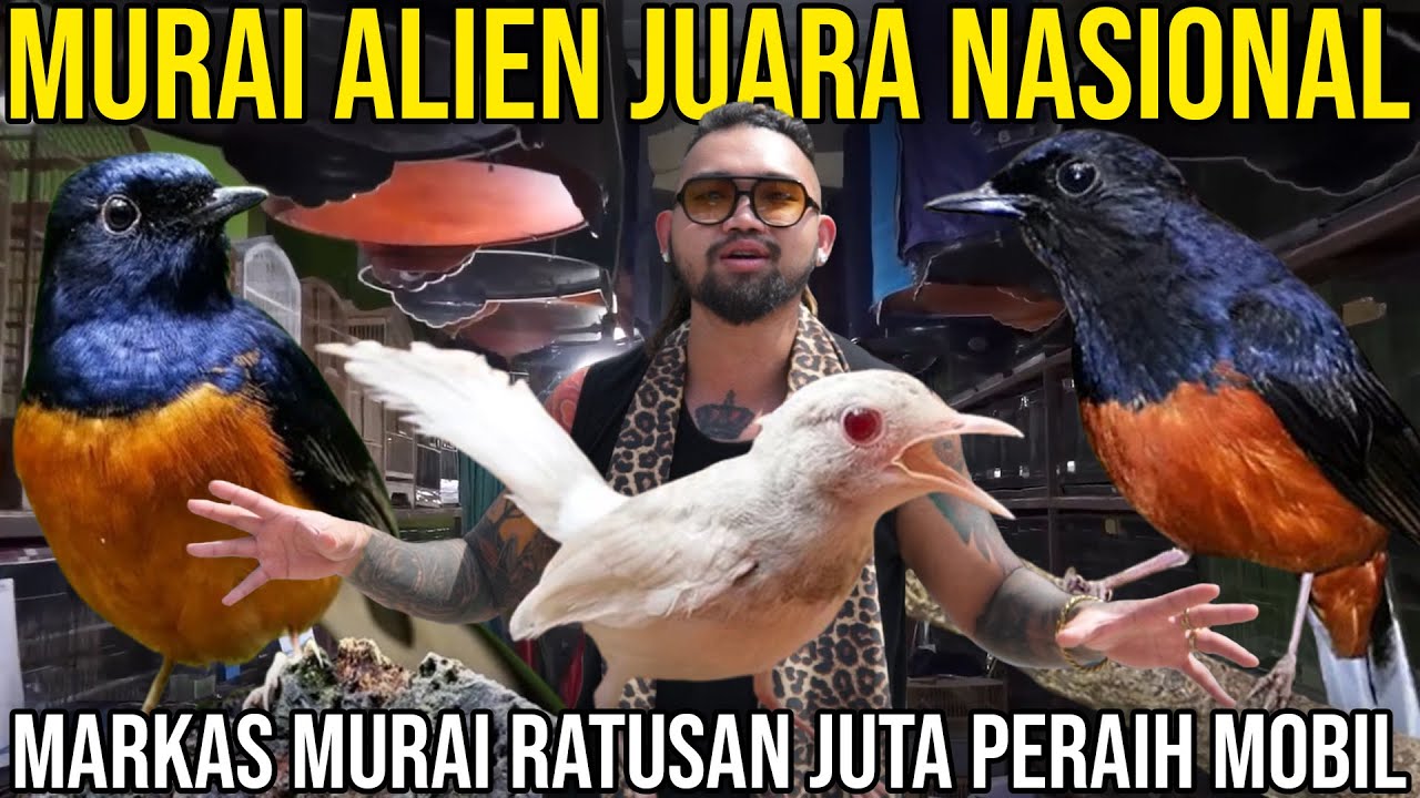 MURAI ALIEN JUARA NASIONAL MARKAS MURAI RATUSAN JUTA PERAIH MOBIL #Audreykingofthejungle #indoexotic