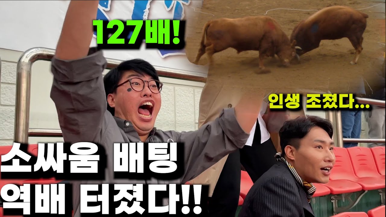 청도 소싸움가서 1000만원 따서 쫓겨났습니다.