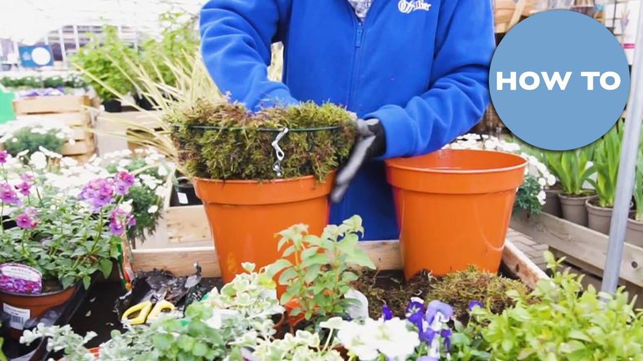 How To Create a Wire Framed Hanging Basket | Hillier Garden Centres