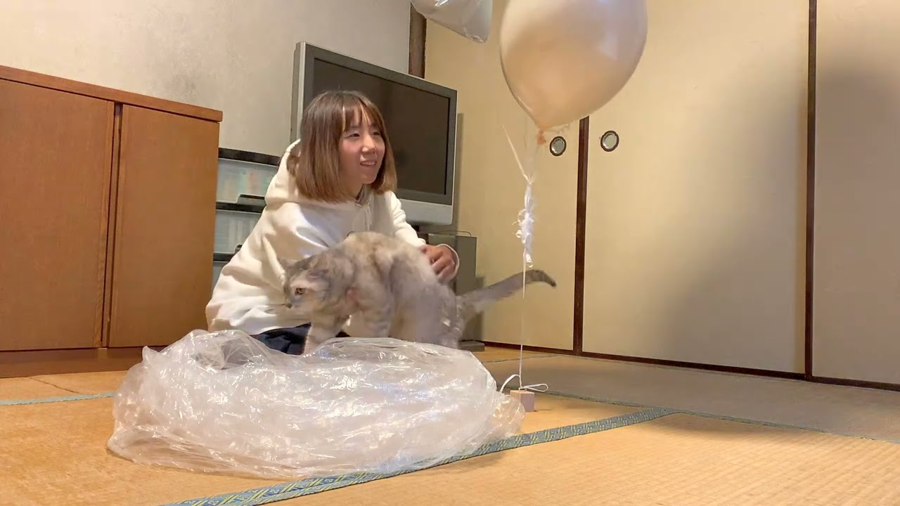 ５匹の猫に風船プレゼントした結果・・・！
