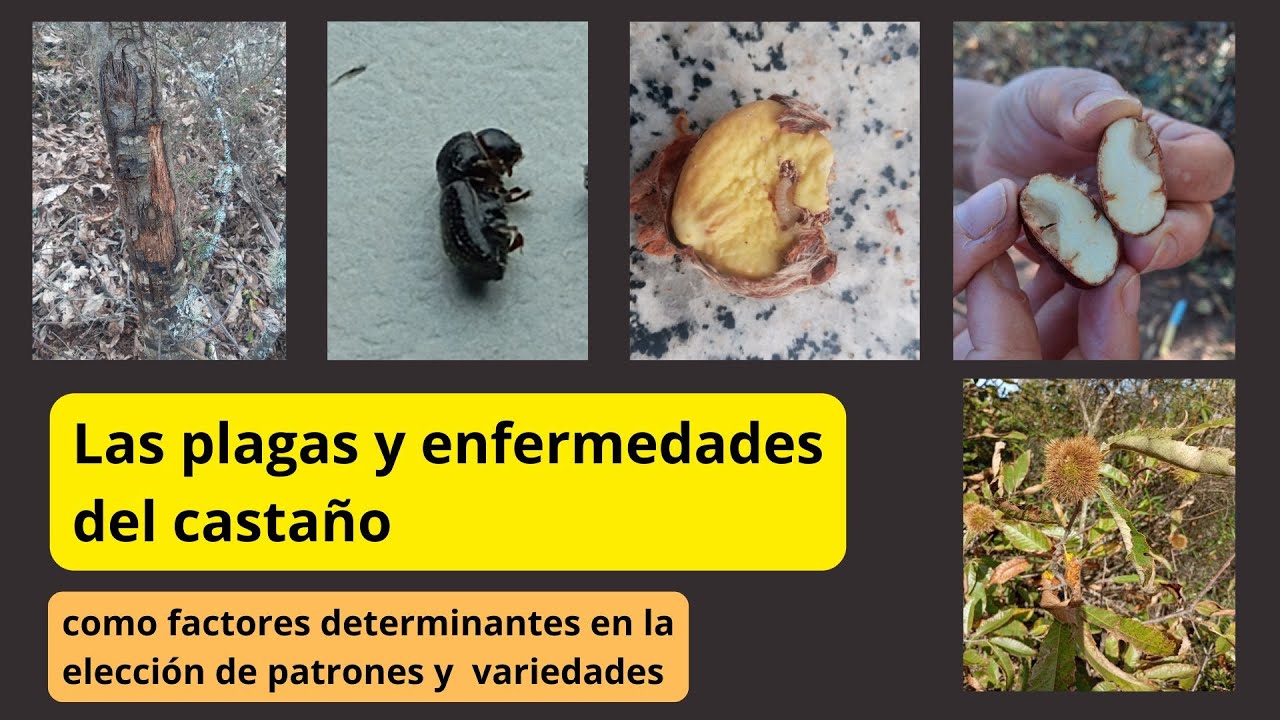 Las plagas y enfermedades del castaño, factores determinates en la elección de patrones y variedades